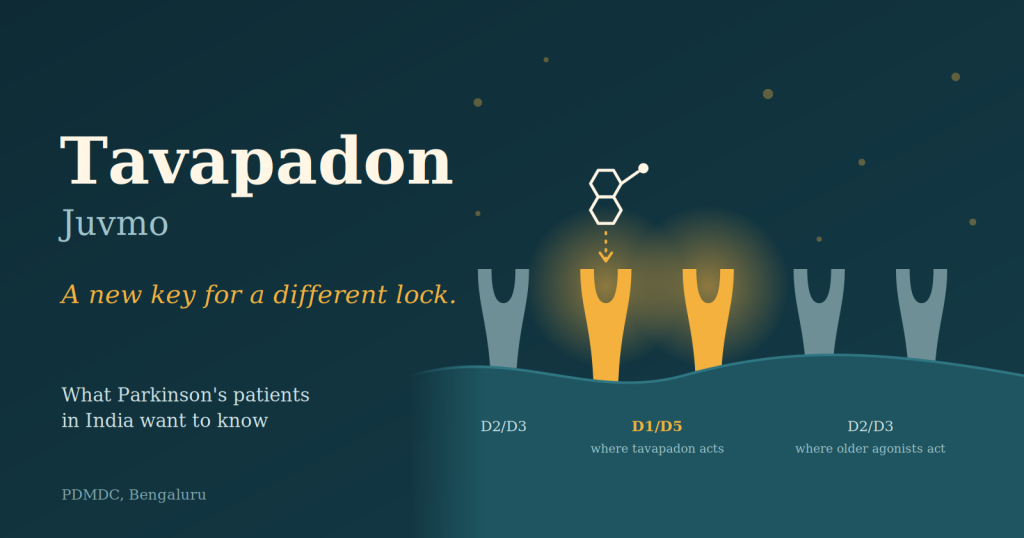 Illustration of the tavapadon molecule approaching D1/D5 dopamine receptors on a brain cell, beside the D2/D3 receptors targeted by older Parkinson’s drugs