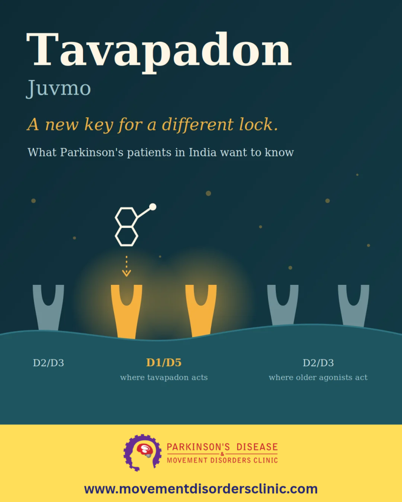 Illustration of the tavapadon molecule approaching D1/D5 dopamine receptors on a brain cell, beside the D2/D3 receptors targeted by older Parkinson’s drugs.